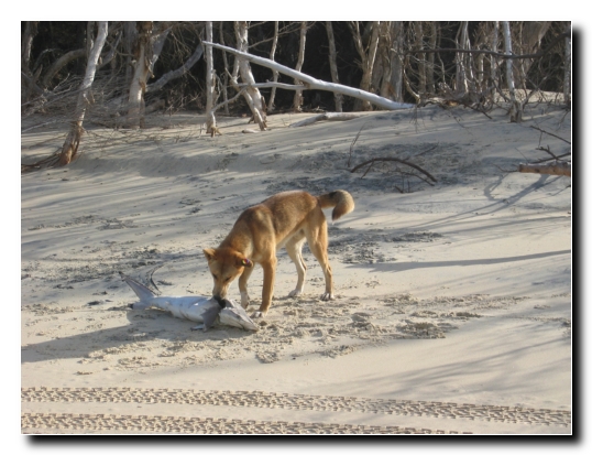 Fraser Island 28